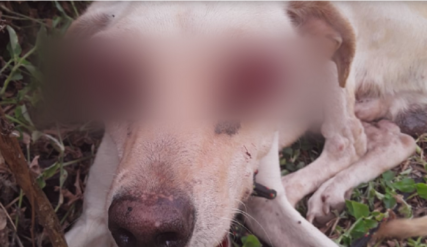 Screenshot_2020-11-07 Cão é resgatado após ter os olhos arrancados por desconhecido