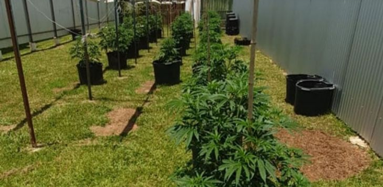 Screenshot_2020-12-07 Delegado da Polícia Civil é preso com plantação de maconha no quintal de casa