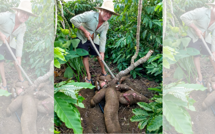 agricultor-colhe-mandioca-de-64-quilos-01c62ac7ba9697d4fb1c4ebb50246418