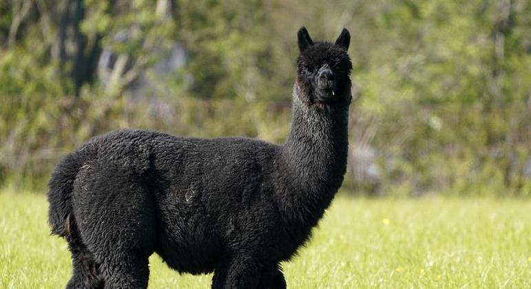 alpaca-estudo-covid-19-14042021220214651