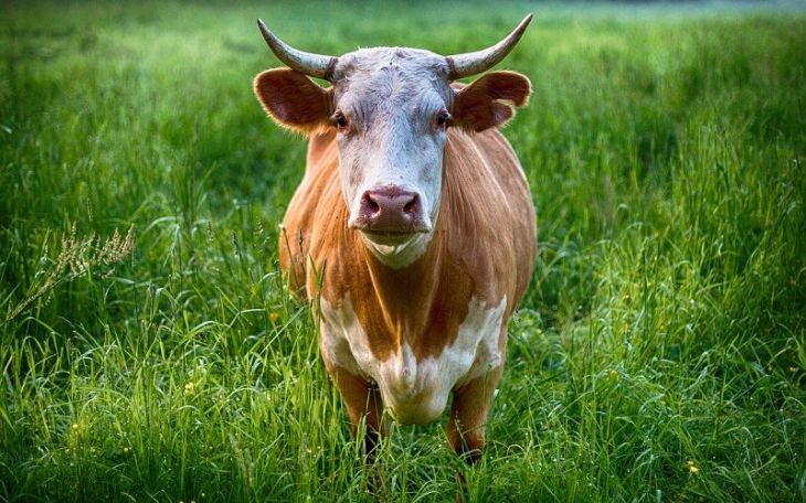 homem-morre-apos-levar-chifrada-de-touro-em-zona-rural-do-estado-4f8bf784fbe54bc6f7ec1458d8376f10