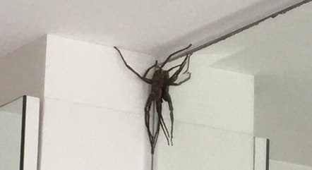 aranha-gigante-08052021125239253