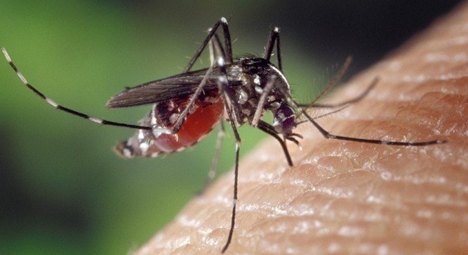 aedes-aegypit-dengue-15112018175059405