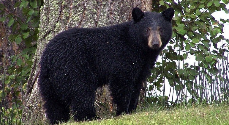 urso-negro-realocado-parque-eua-lixo-caminhada-28122022181401976