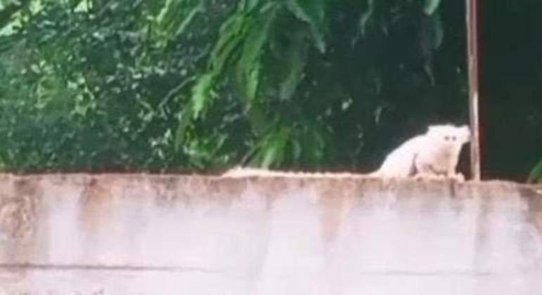 folha-vitoria-24012023001211820