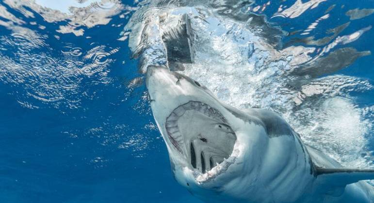 pescador-tem-cabeca-arrancada-por-tubarao-16022023113046185