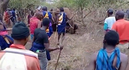 quenianos-matam-elefante-a-pauladas-apos-animal-esmagar-crianca-ate-a-morte-07082023205613517