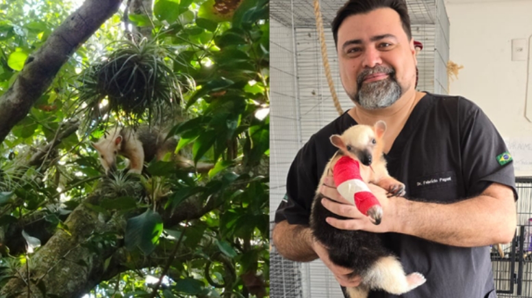 Captura de tela_26-9-2024_164643_www.agazeta.com.br