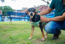 Guarapari realiza 1ª Feira de Adoção de Cães e Gatos neste sábado (08)