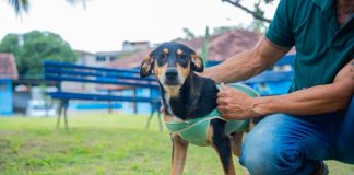 Guarapari realiza 1ª Feira de Adoção de Cães e Gatos neste sábado (08)