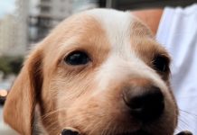 Guarapari avança no cuidado com os animais: castrações, vacinações e feira de adoção garantem bem-estar e novos lares