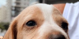 Guarapari avança no cuidado com os animais: castrações, vacinações e feira de adoção garantem bem-estar e novos lares