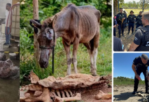 Polícia flagra abatedouro clandestino de cavalos no Espírito Santo